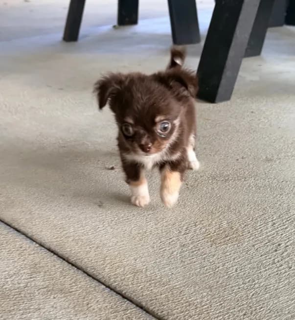 Milo