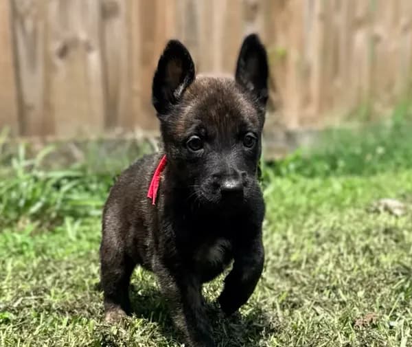 “Wesson” - Red Collar