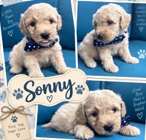 Sonny