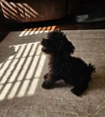 Romeo