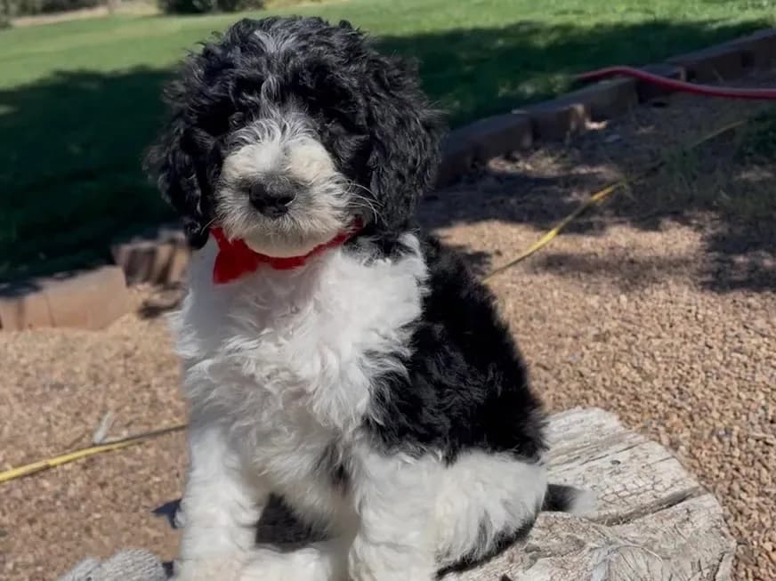 AKC Moyen Poodle