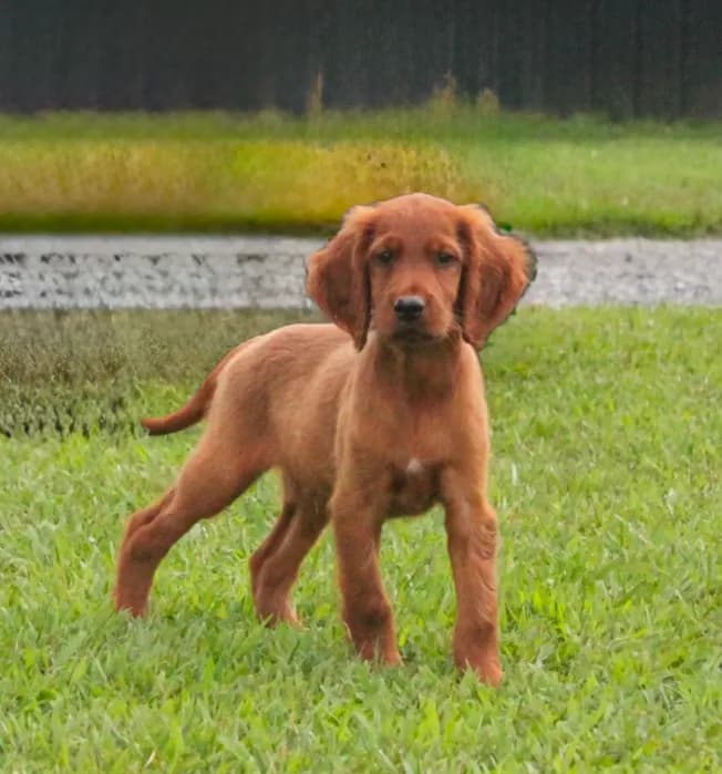 Arlee AKC