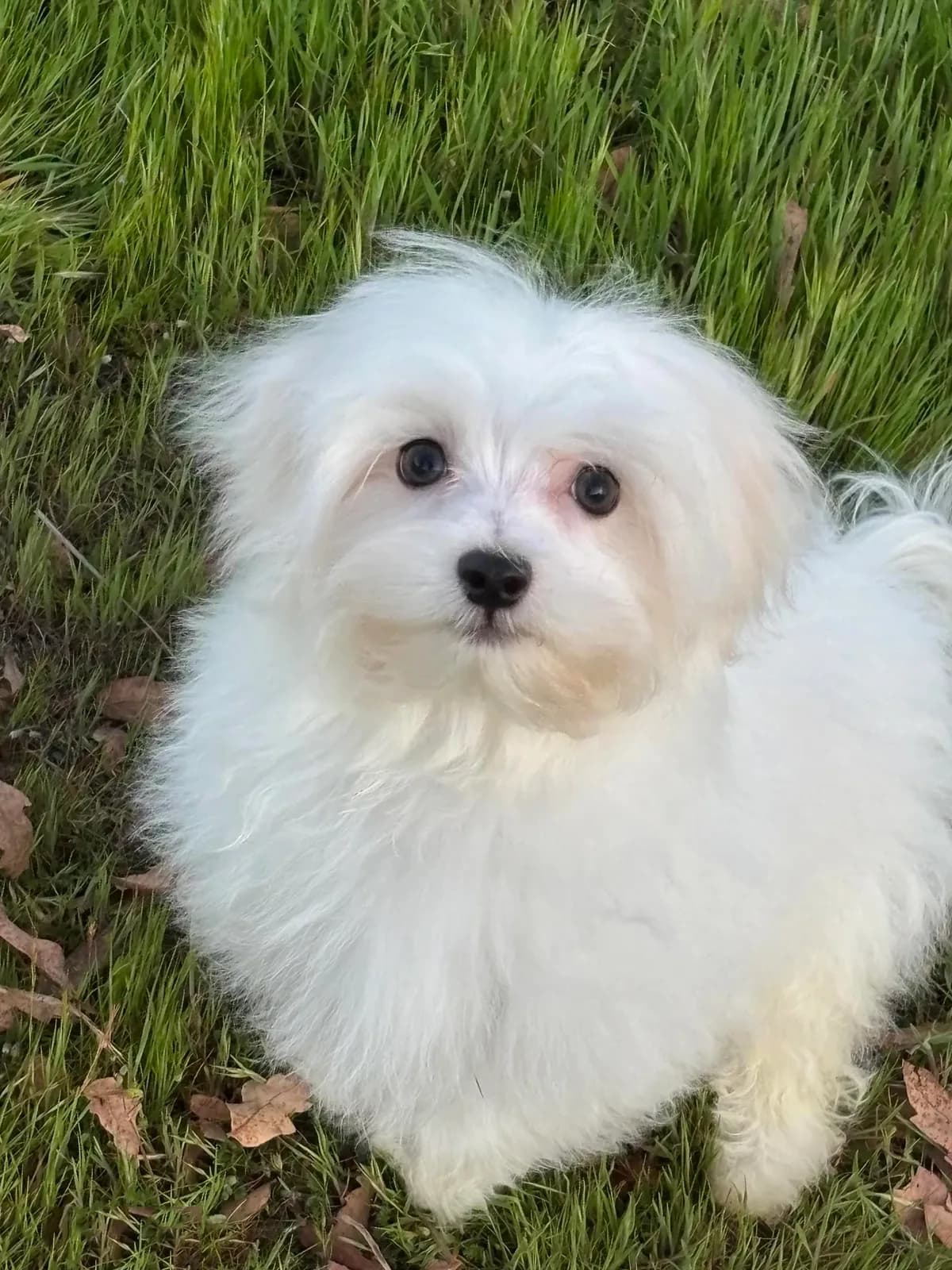 Max