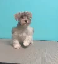 Sissy