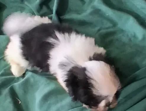 Baby boy