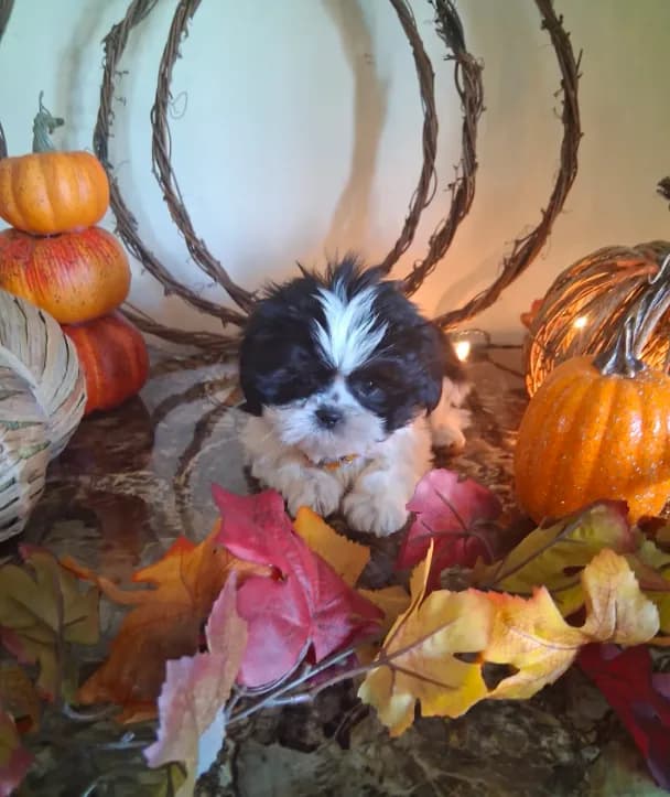 Tiny tim
