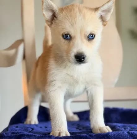 Pomsky 2