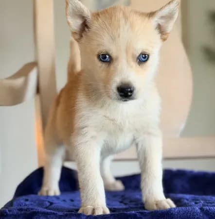 Pomsky 2