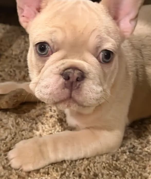 Maci