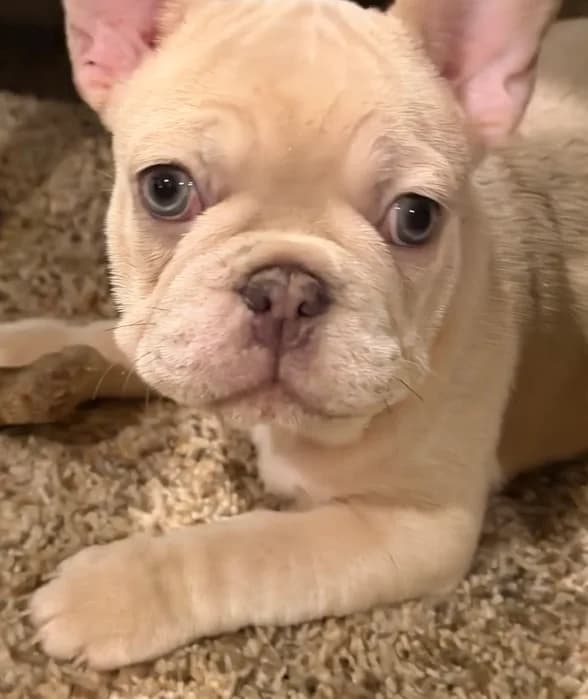 Maci