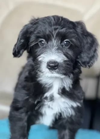 Jake