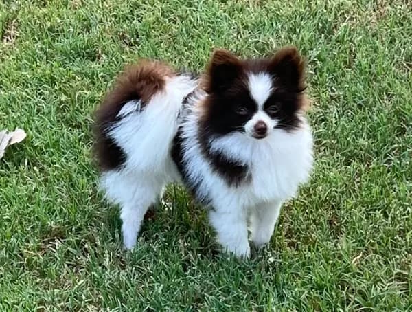 AKC Mocha