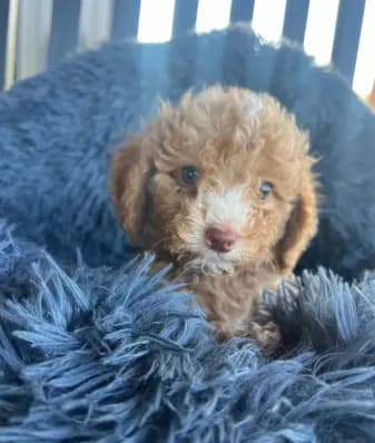 Male 6 poodle