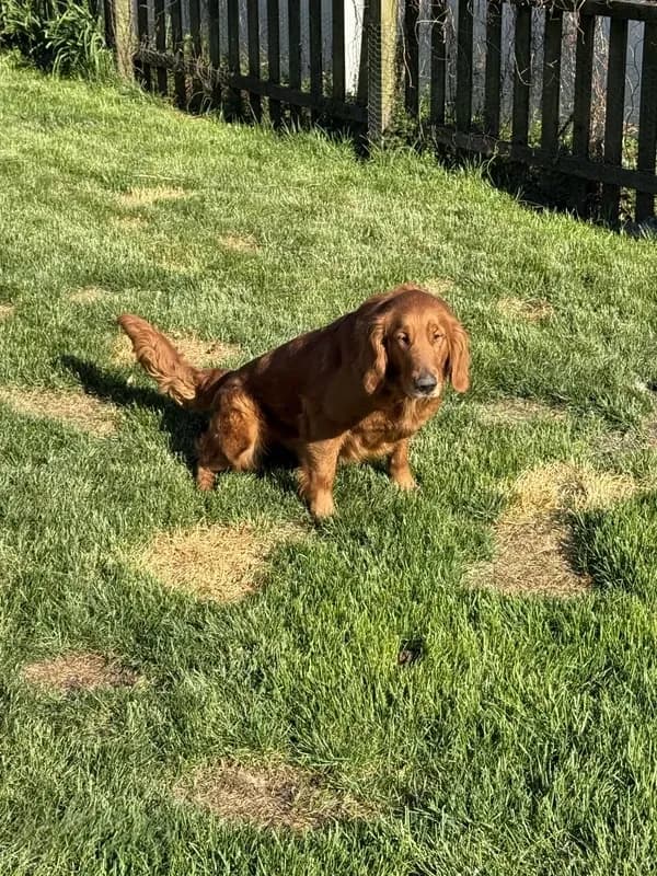 AKC sadie