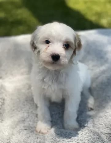 Jet