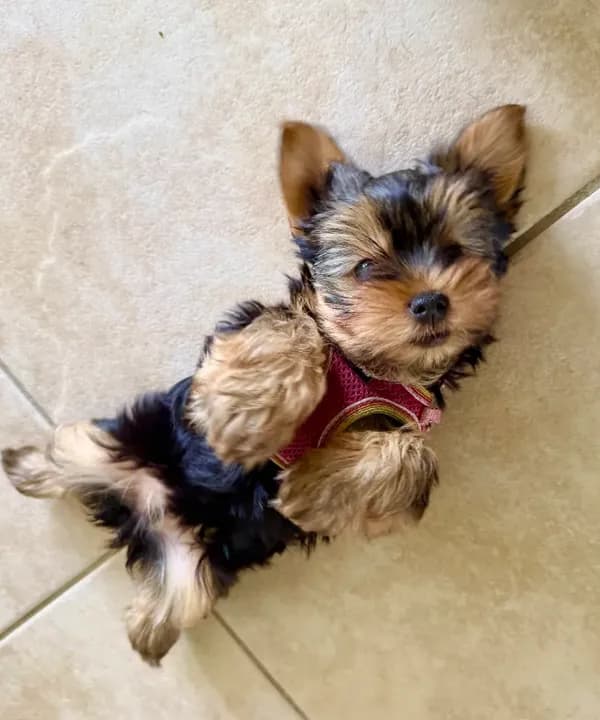 Chloe