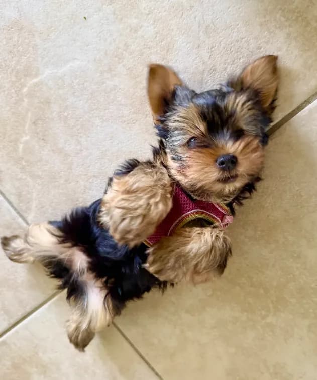Chloe