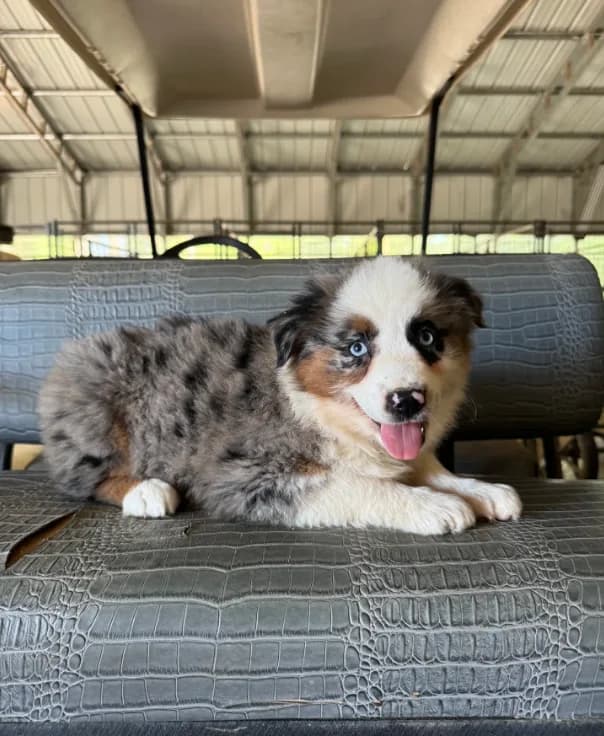 Blue Merle girl Aussie 3