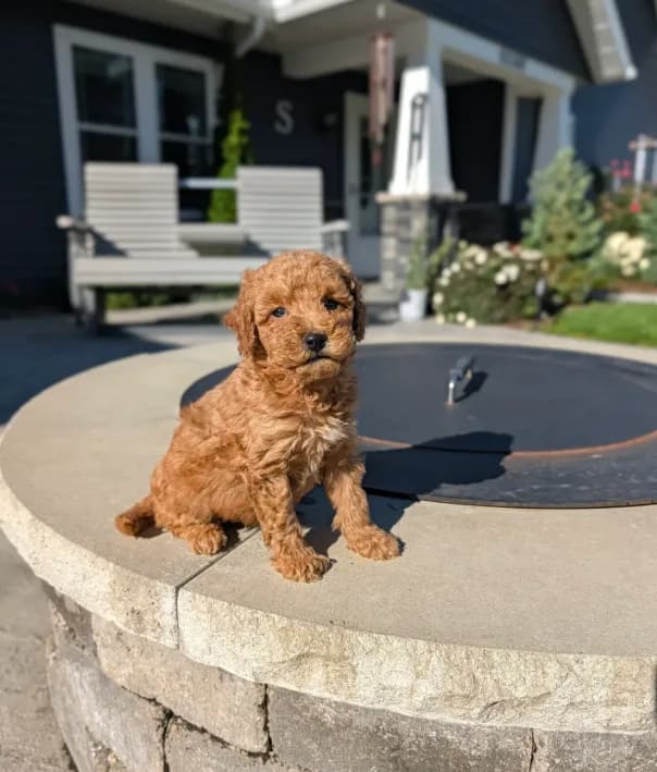 Hank
