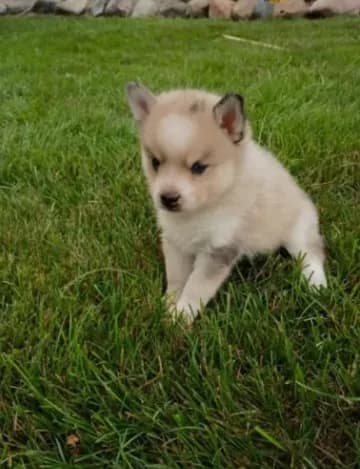 Winston