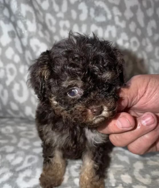 Dennis tiny dark brown phantom