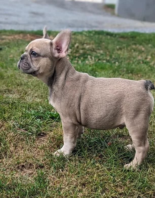 Max