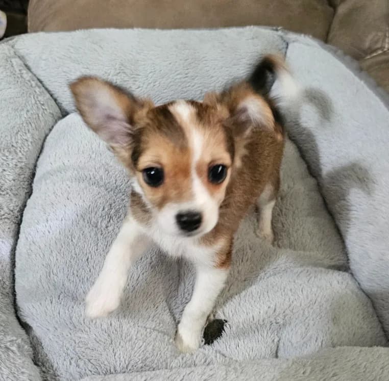 Ruckus