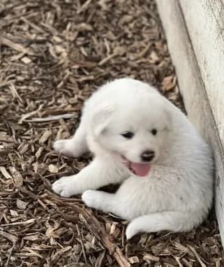 Sam