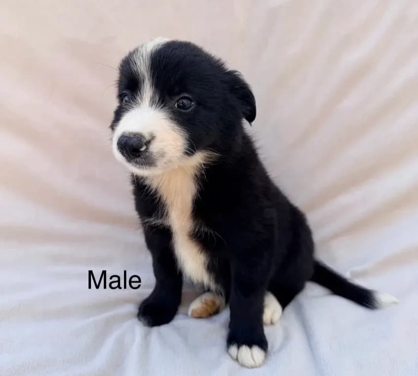 Border Collie Male