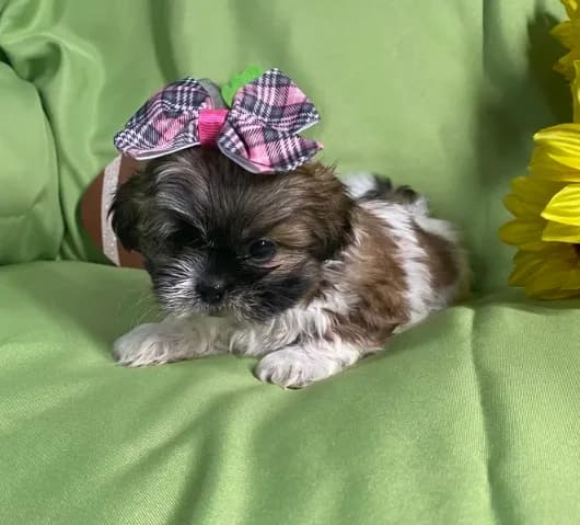 Sofie