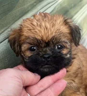 Sage Brussels Griffon Puppy