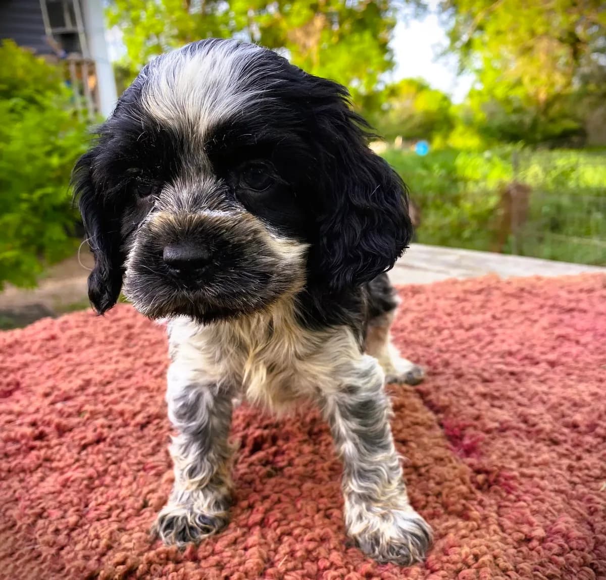 Black/wht Male
