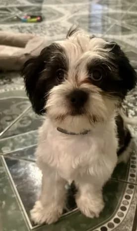 Oreo
