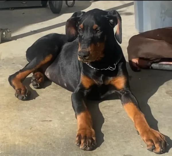Black Male in Ca