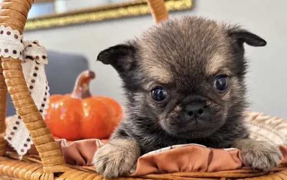 Teddy