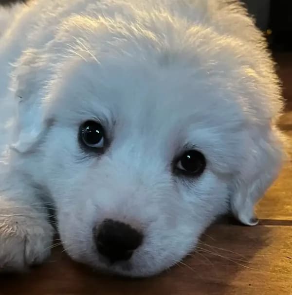 Adopt A Huggable Pup
