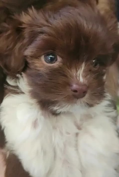 Daisy