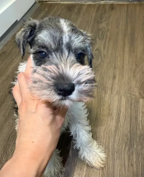 puppy 1