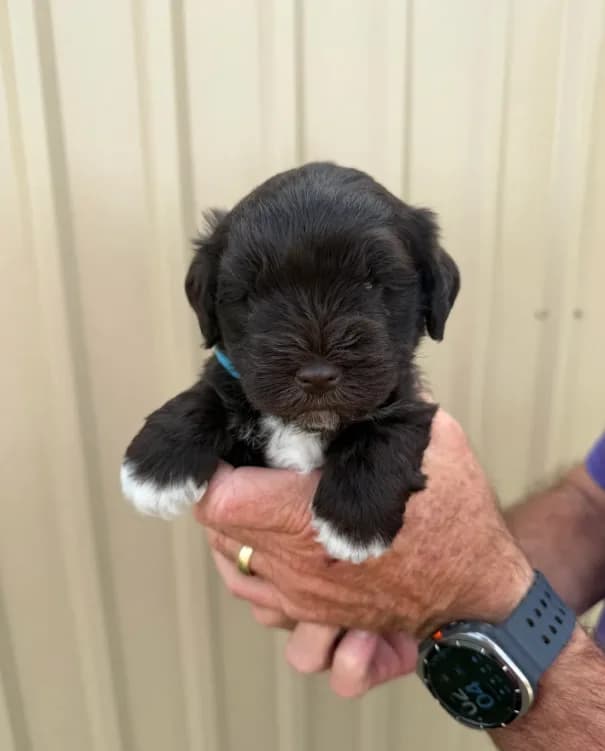 Benji