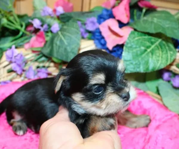 Dianida - Morkie female - 5.5 adult size