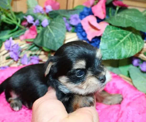 Dianida - Morkie female - 5.5 adult size