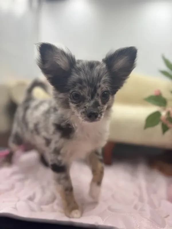 Full AKC Juliette Male # 2