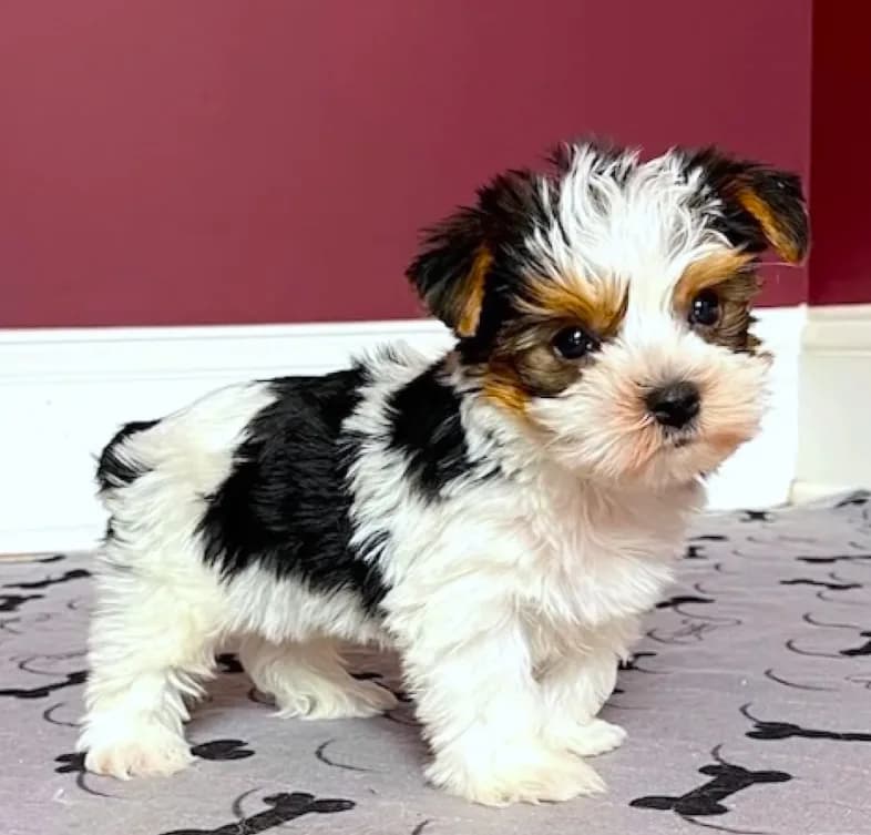 Morkie Male Parti color.. "I'm a Star"