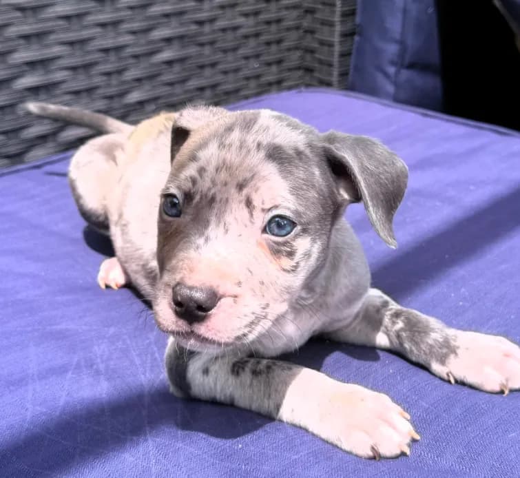 "JAY Z" BLUE MERLE