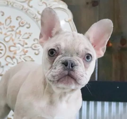 Coco
