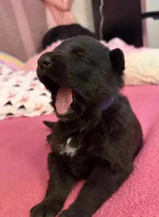 AKC Purple Girl