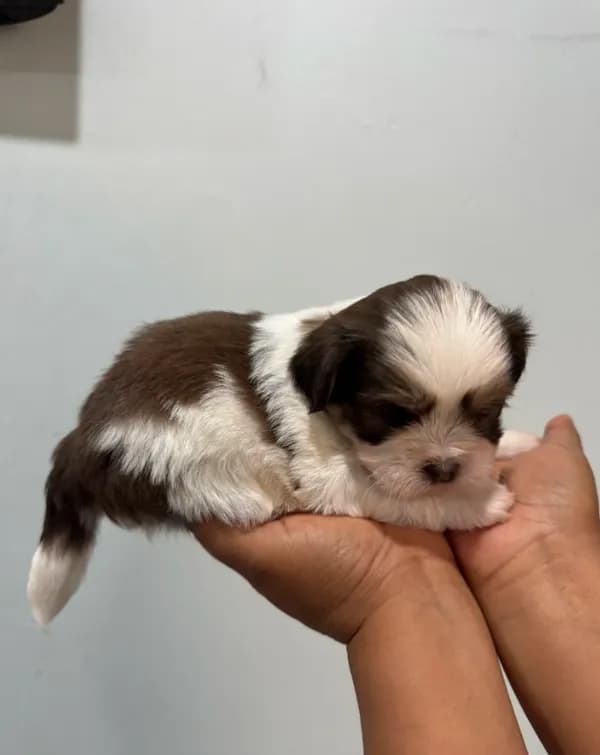 Bo