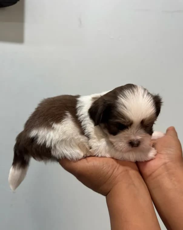 Bo