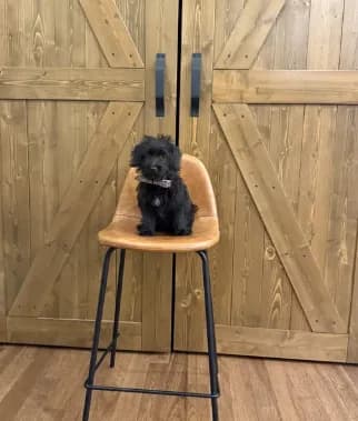 Archie