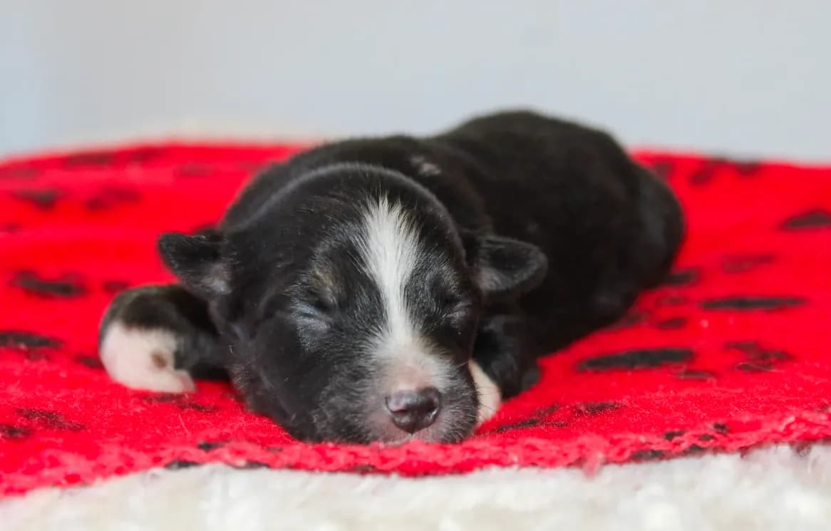 Duke- Black Tri Male